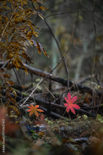 Autumn forest plants with watercolor bokeh. Bright reddish leaves in the forest