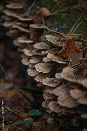 Close-up of autumn forest mushrooms. Warm seasonal colors and artistic blur