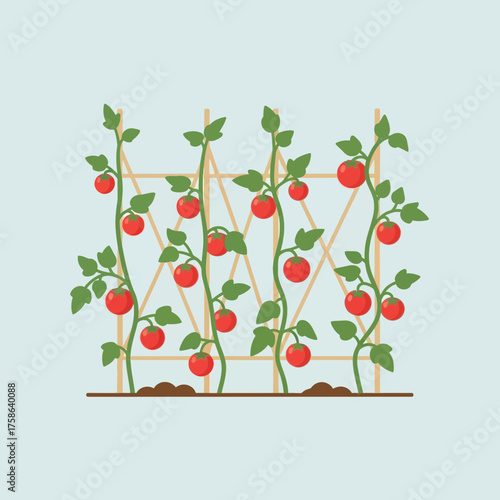 Tomato plants with red fruit growing on a trellis.