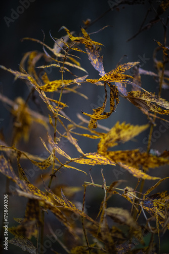 Autumn forest plants with soft focus and watercolor bokeh. Bright reddish leaves in the forest