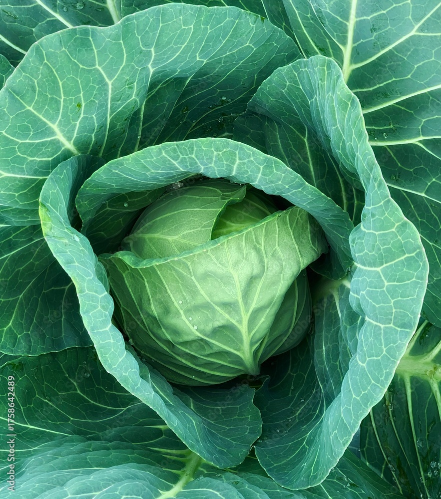 Obraz premium Green leaf background in close-up, natural foliage texture for eco design. Fresh young cabbage close-up, natural green vegetable texture, healthy organic food background.