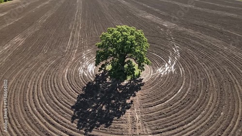 Lone Tree in Plowed Field with Circular Patterns.