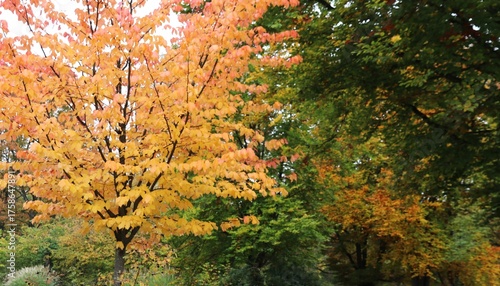 Cuadro en lienzo Indian Summer