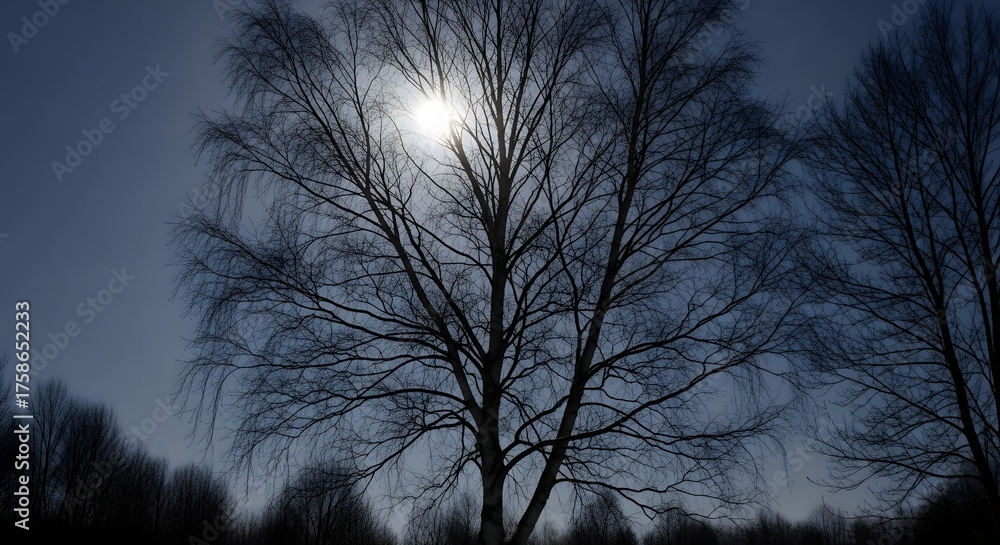 Obraz premium Silhouette of a bare tree against the sun in a dark sky