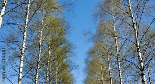 Birch Trees with Spring Sky, and Pathway.