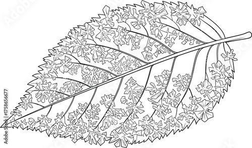 Leaf outline drawing nature botanical plant floral art design vector line