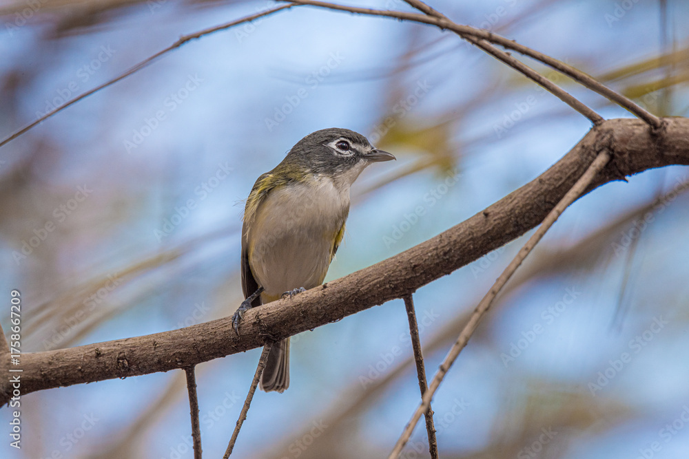 Obraz premium Blue-headed Vireo