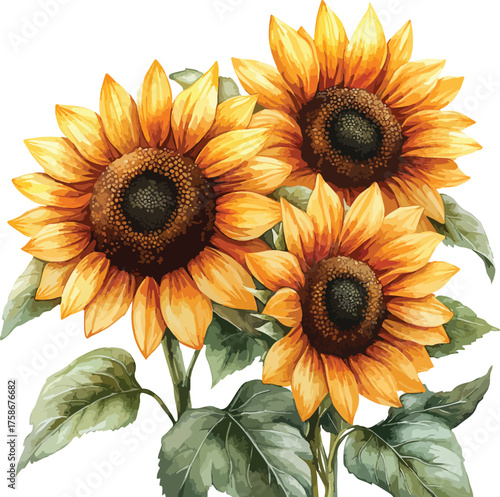 Bright yellow sunflower blossoms, beautiful closeup of nature's summer flora, isolated on a clean white background