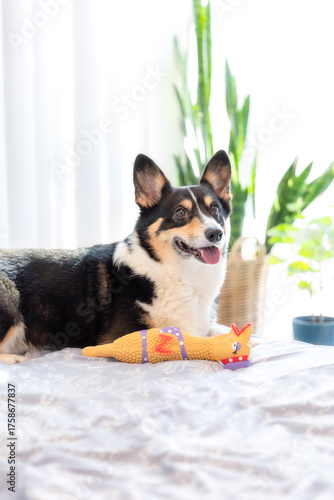 Happy tri color Pembroke Welsh Corgi laying down and smiling in a brightly lit room with natural light 
