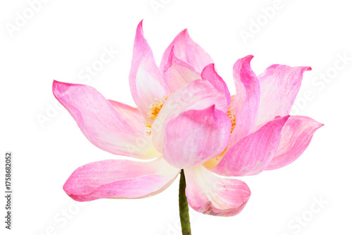 Elegant Pink Lotus Flower on a White Background for Tranquil Settings