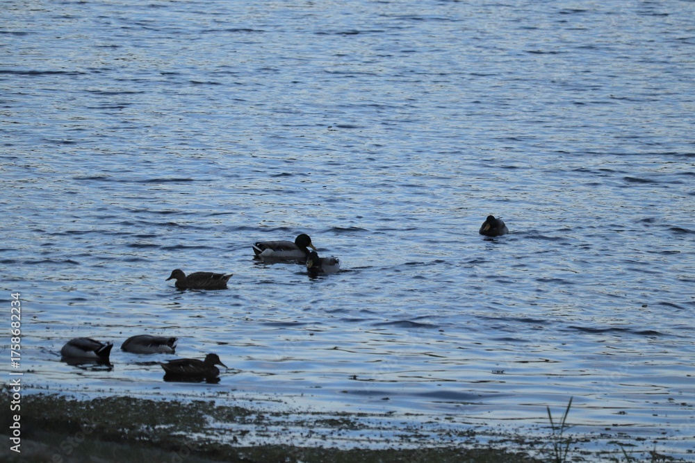 Fototapeta premium Wild duck.