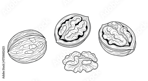 An illustration of whole and shelled walnuts.