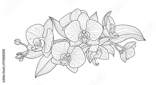 Elegant orchid flower arrangement in a line art style.  