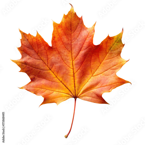 Wallpaper Mural Vibrant autumn maple leaf with red orange and yellow hues isolated on transparent background Torontodigital.ca