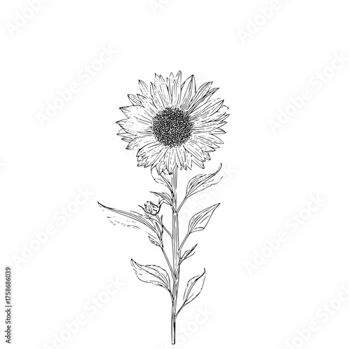 Wallpaper Mural Sunflower drawing line art vector illustration botanical flower design summer bloom floral outline isolated on white Torontodigital.ca