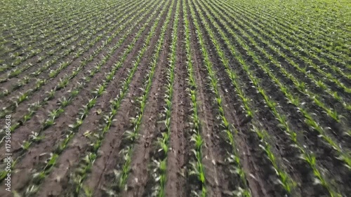 Young Cornfield Rows Growing in Fertile Soil Under Sunlight.