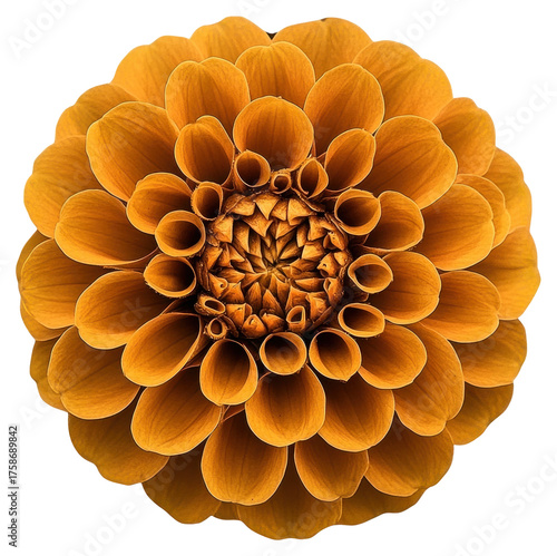 Aesthetic yellow flower asteraceae blossom dahlia.