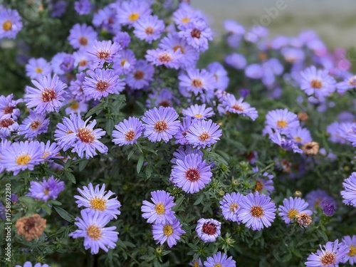 Blooming purple Michaelmas daisies (Aster novi-belgii) in a garden, with numerous small flowers creating a vibrant and dense floral display.