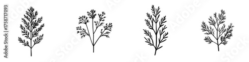 Collection of detailed black and white illustrations of various leaf patterns showcasing nature's artistry