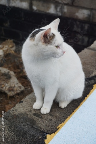 A white cat sits on a brick wall of a house. Close-up shows its silhouette and the texture of the bricks and facade.