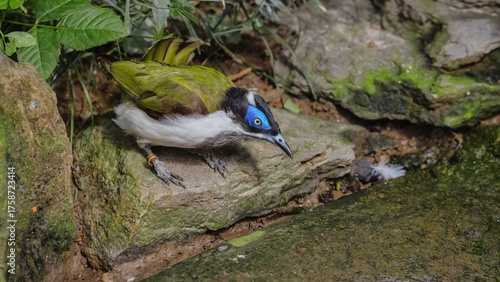 Blue-faced Honeyeater among rocks 