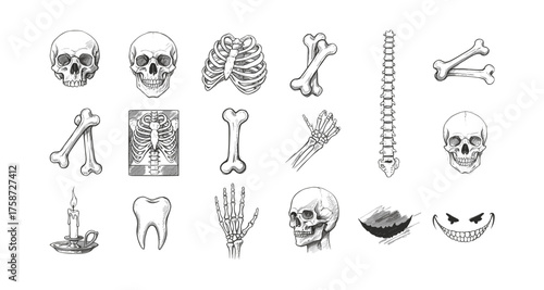 Hand-drawn skull and bone collection for anatomy and halloween designs