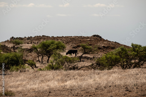 Paisaje rural en las alturas en la isla de El Hierro
