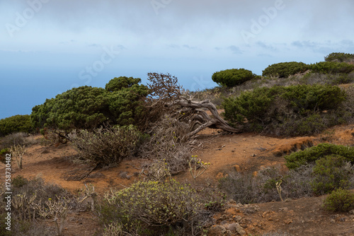 Paisaje costero desde el Sabinar de la isla de El Hierro