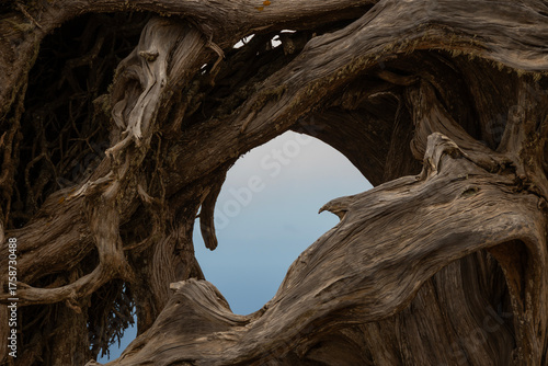 La sabina mayor de El Hierro