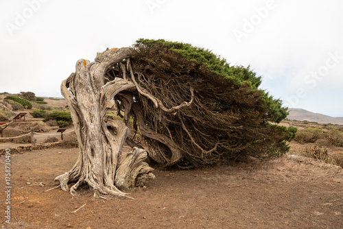La sabina mayor de El Hierro