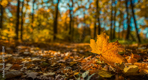 Peaceful closeup autumn leaf forest ground serene warm sunlight blur bokeh trees sky golden orange colors. Beautiful inspire seasonal fall landscape natural background vibrant colorful abstract view