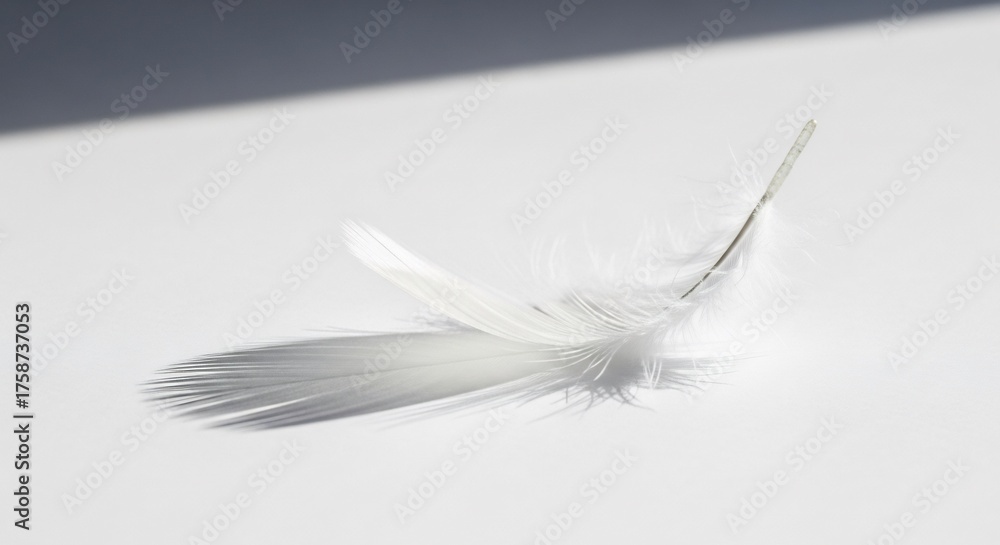 Fototapeta premium A delicate white feather rests on a stark white surface casting a soft shadow
