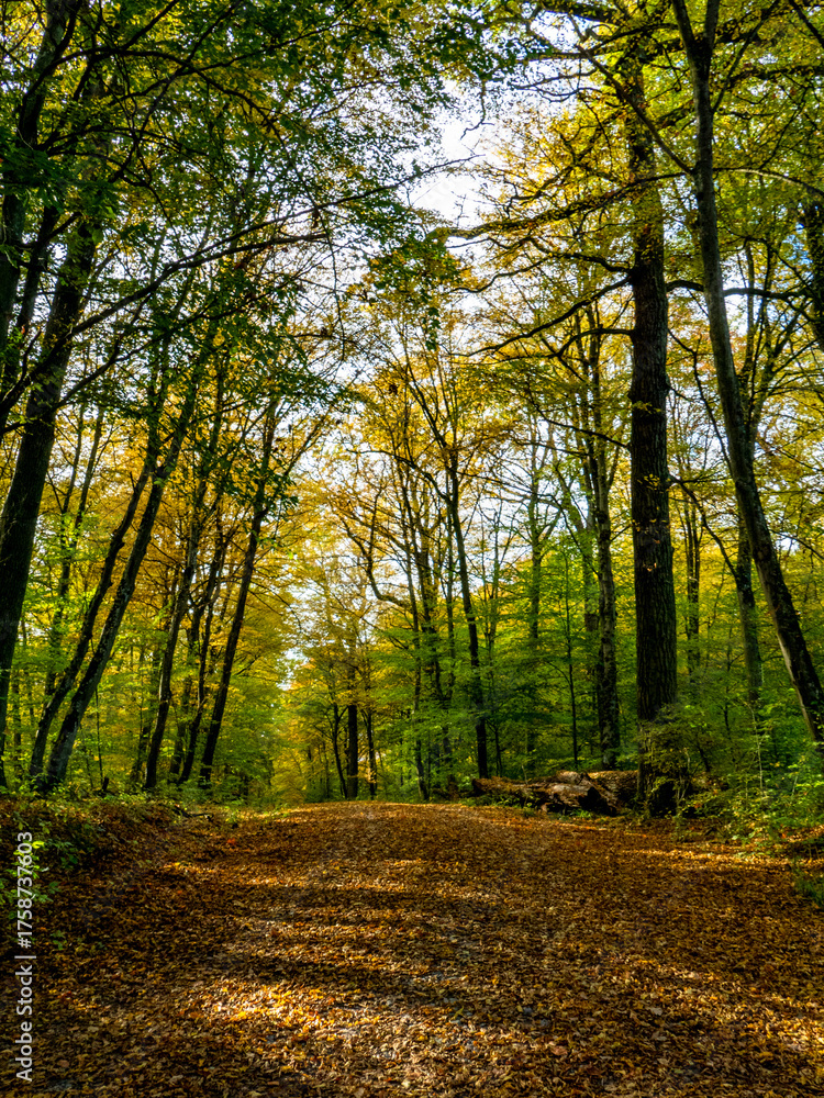 Fototapeta premium Waldweg durch den herbstlichen Mischwald