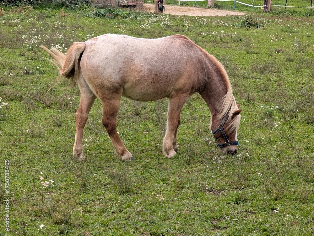 Fototapeta premium horse and foal