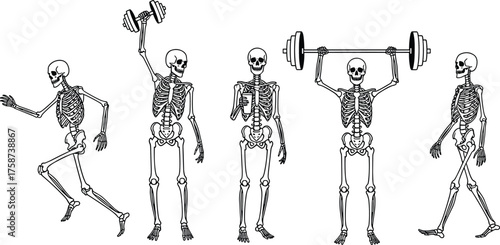 Human skeleton anatomy illustration, skeleton running, skeleton walking, skeleton weightlifting, 