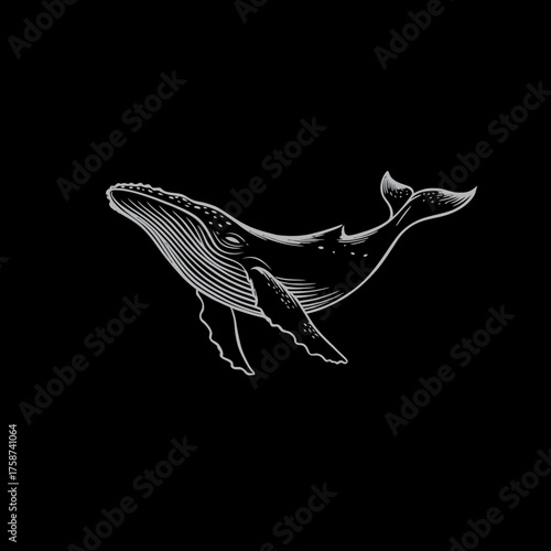 Detailed white line art illustration of a majestic whale swimming gracefully in the deep ocean, isolated on a stark black background. Minimalist marine life design.
