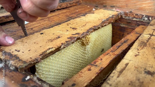 Beekeeper inspecting wax frames with bees