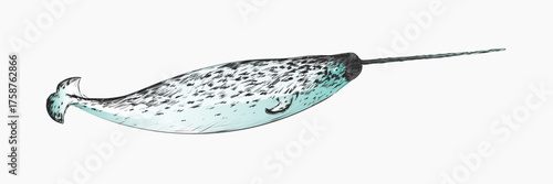 Narwhal sketch animal illustration vector