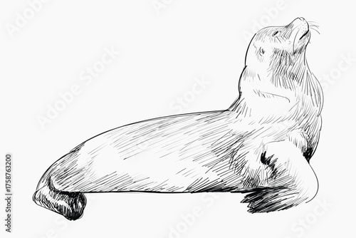 Sea Lion animal illustration vector