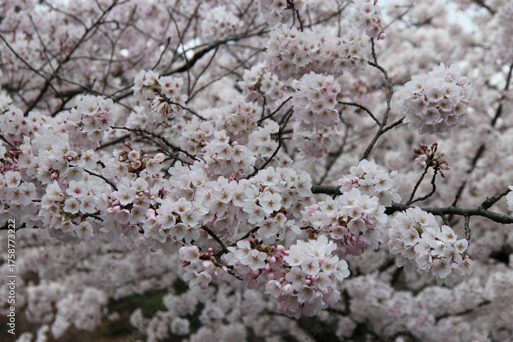Fototapeta premium blooming cherry tree (hanami) in a garden in kyoto in japan