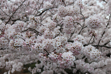 Papier peint photo Kyoto Cerisier en fleurs jardin de Kyoto  © frdric