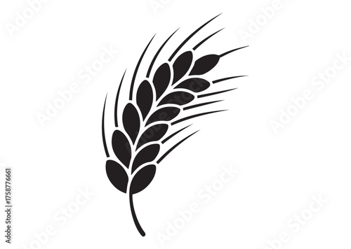Agriculture wheat ear icon, Agriculture wheat ear solid vector