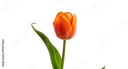 Single orange tulip bloom on isolated on white background