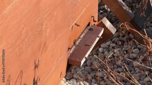 bees actively flying in and out of a wooden beehive entrance