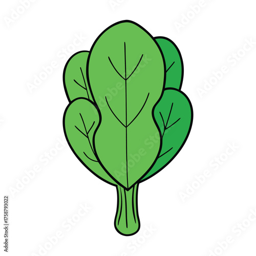 Spinach is a leafy green vegetable rich in vitamins and iron. Its tender leaves are enjoyed fresh in salads, cooked in dishes, or blended into healthy smoothies.
