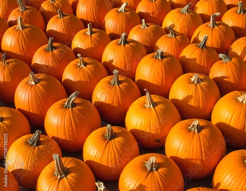 Rows of vibrant orange pumpkins basking in sunlight