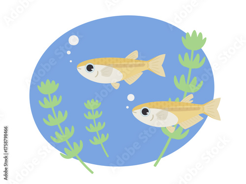 水中を泳ぐメダカと水草のイラスト素材