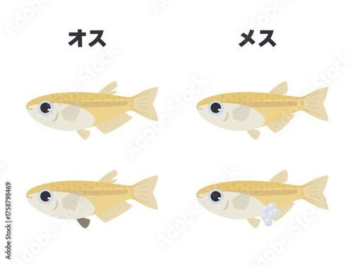 メダカのオスとメスの特徴のイラスト