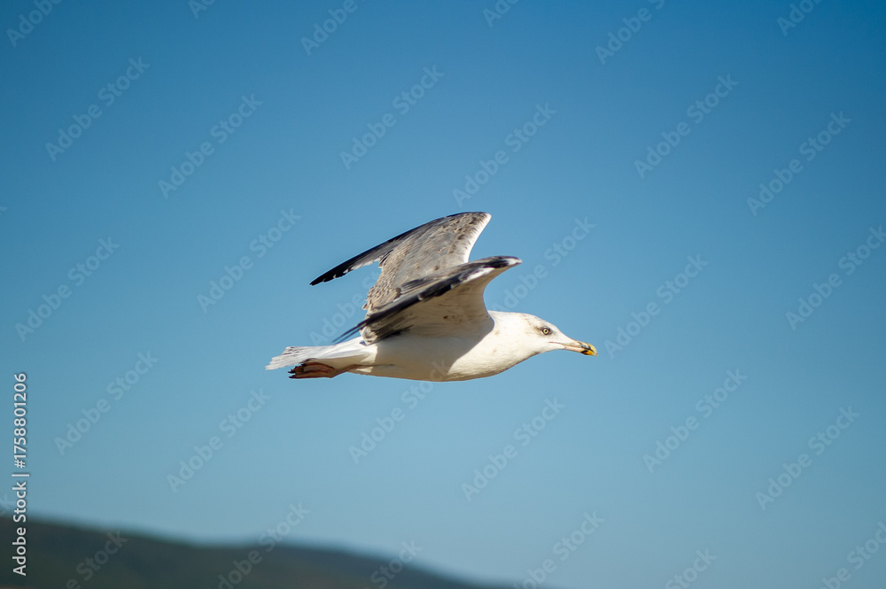 Fototapeta premium A close-up, horizontal shot of a seagull in flight, soaring with its wings fully extended against a clear, vibrant blue sky. The bird's white plumage is brightly lit by natural sunlight.