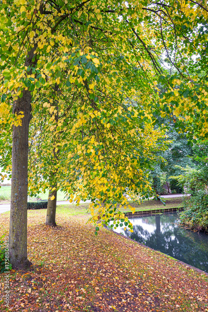Naklejka premium Beautiful trees with autumn leaves on the waterfront in a park on a day in October.